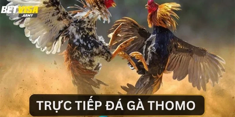 Thông tin về trực tiếp đá gà Thomo cho hội viên