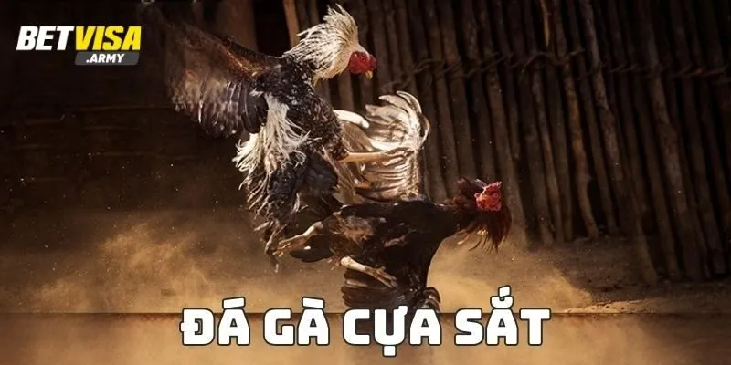 Đá Gà Cựa Sắt Betvisa